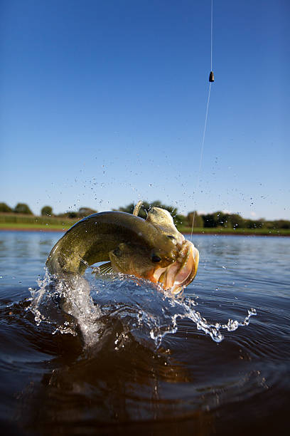 Largemouth Bass Jumping Out of the Water Largemouth Bass Jumping out of the Water. bass fish photos stock pictures, royalty-free photos & images