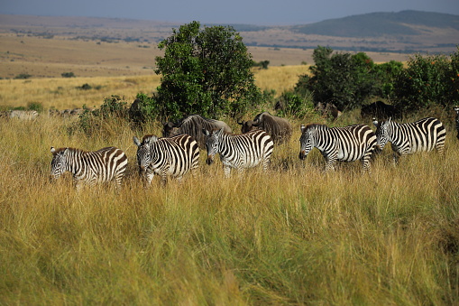 More than 2 million animals migrate clockwise each year through the Serengeti in Tanzania and the Masai Mara in Kenya.