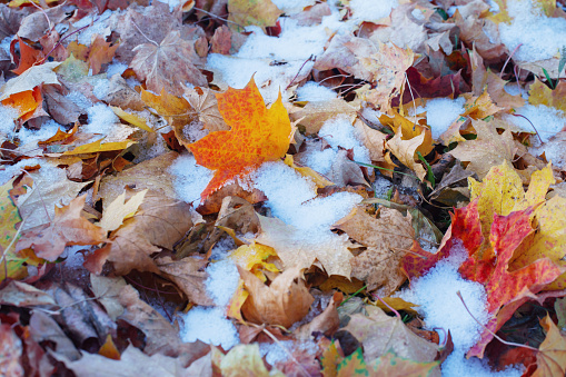 background of yellow autumn leaves in snow