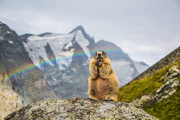 Standing Marmot with Grossglockner in the background. The Grossglockner 3798m is the highest mountain in Austria. Standing Marmot with Grossglockner in the background. Plenty of marmots are living at the slopes of the Grossglockner mountain range. woodchuck photos stock pictures, royalty-free photos & images