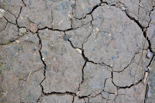 Warm days have dried up a path to the point of being parched. Prints can be seen in the parched earth that once was wet.