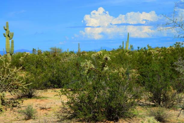 istock Sonora Desert Arizona 1731512153