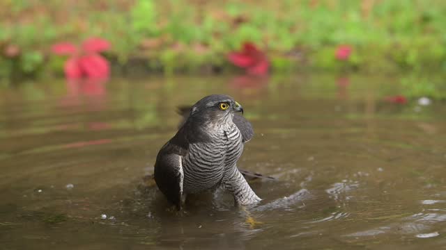 Female sparrowhawk bathing