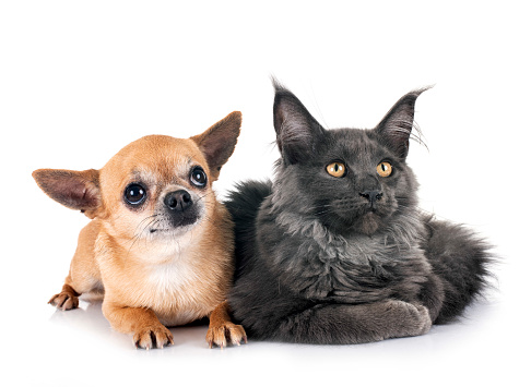 maine coon kitten and chihuahua in front of white background