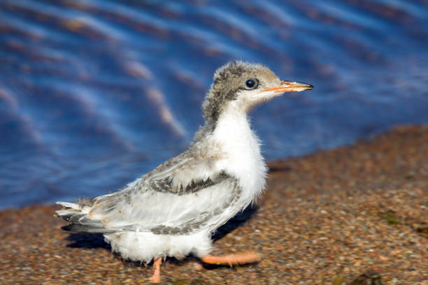 istock Chicks of Common Tern in diferent age 1731539378