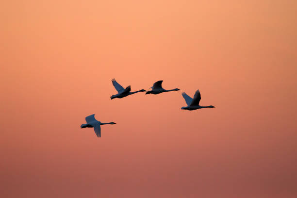 istock Flying swans against dramatically sunset sky. Two Bewick's swans 1731540466