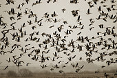 Thousands of geese (bean goose and white-fronted goose) landing in plowed field
