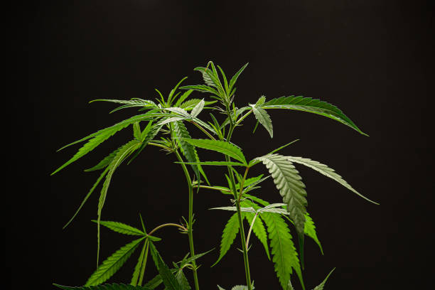 istock Cannabis plant with a black background. Texture marijuana leaves 1731548394