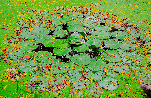 Water lily plants in Eagle Lake in Morehead, Kentucky in fall