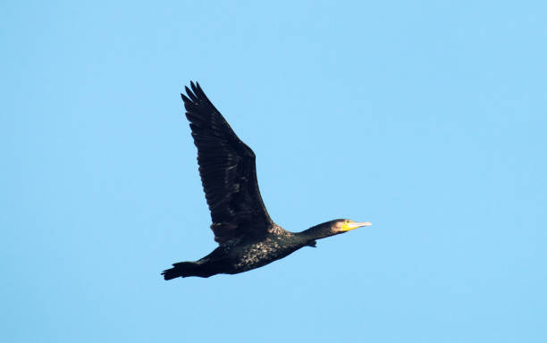 istock Single flying large cormorant. Whitish bottom of body 1731550069