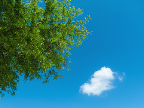 A breathtaking blue sky stretches across a tree, its branches reaching up in peaceful tranquility towards the fluffy cloud.