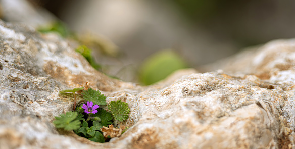 A close-up macro photograph of a beautiful flowering plant growing out of a rock, captured in selective focus. Capturing the Splendor of a Blooming Flower.