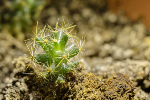 istock A macro photo of a tiny spiky cactus. 1731551822