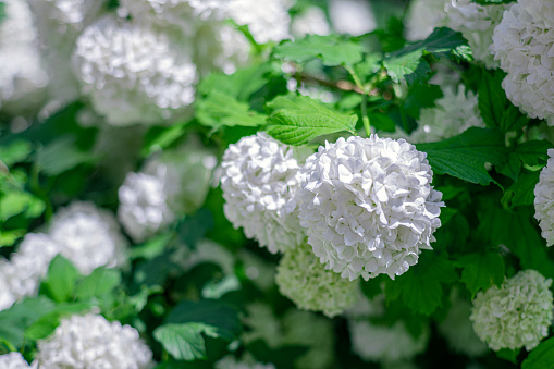 Wonderful blooming white Hydrangea arborescens, commonly known as smooth hydrangea, wild hydrangea Limelight in a garden. Closeup of White Hydrangea Flowers in Afternoon Sunlight.