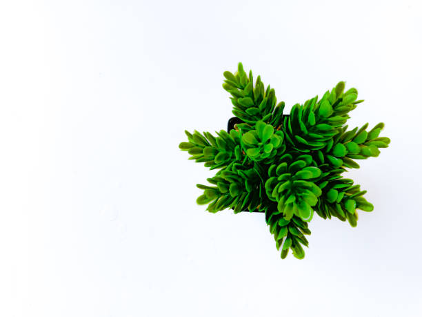 The high-angle shot of the green tree against a clean white background creates a visually striking contrast.