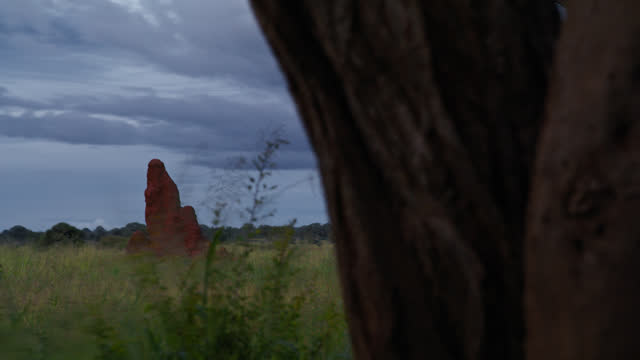SLO MO Anthill on green grassy land of Tanzania under dramatic sky