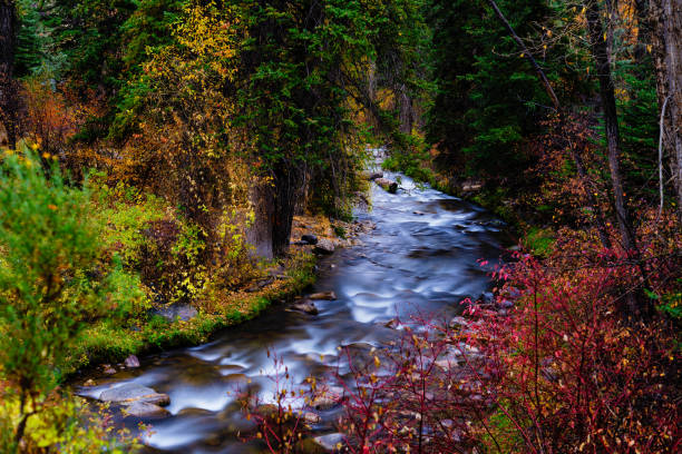 Creek in Wilderness During Autumn stock photo