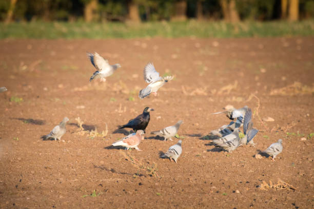 Rooks and pigeons gather up the grain after sowing. Harmful poultry for agriculture