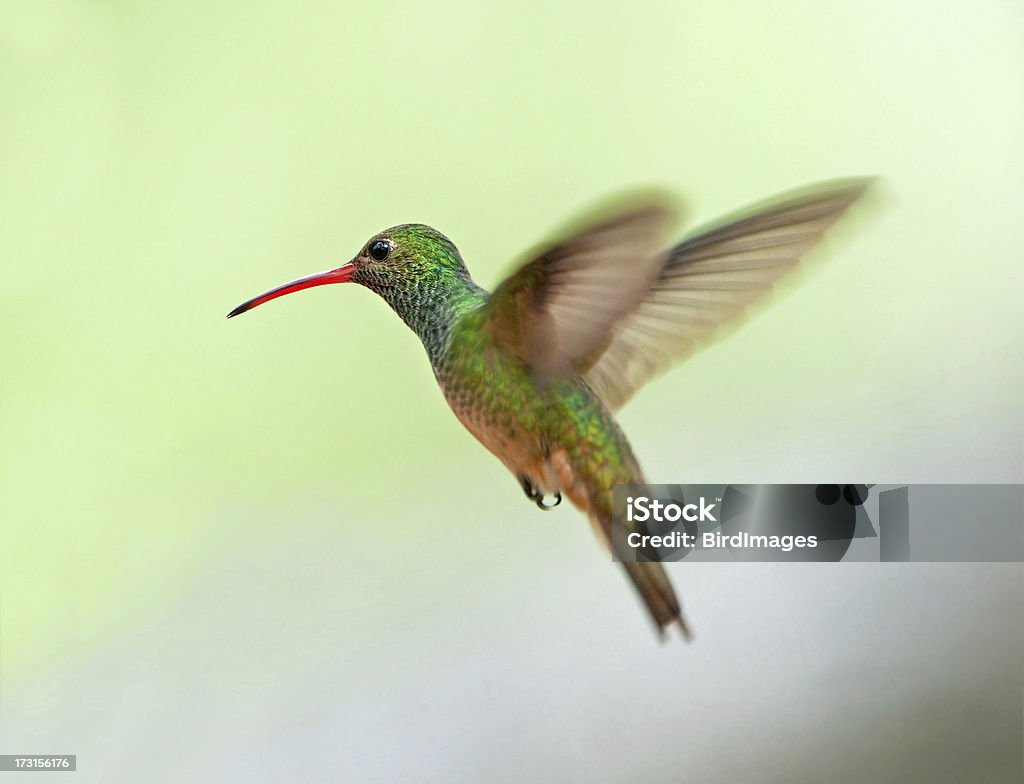 Beija-flor-de-barriga-livre, Texas - Foto de stock de Beija-flor royalty-free