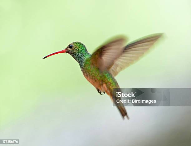 Foto de Beijaflordebarrigalivre Texas e mais fotos de stock de Beija-flor - Beija-flor, Voar, Abdome