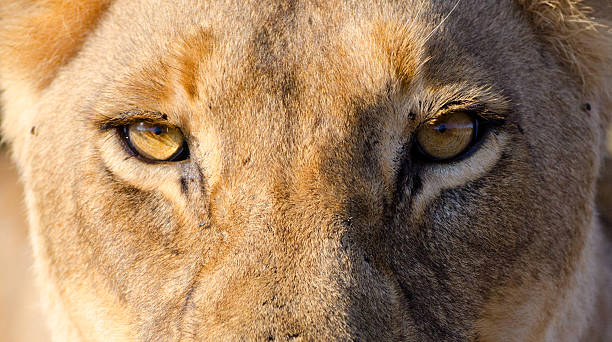 istock Lioness Eyes - South Africa 173156235