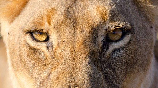 Lioness Eyes - South Africa.
