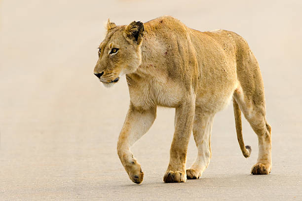 Lioness on Road - South Africa Lioness walking on the road - Kruger National Park, South Africa. lioness stock pictures, royalty-free photos & images