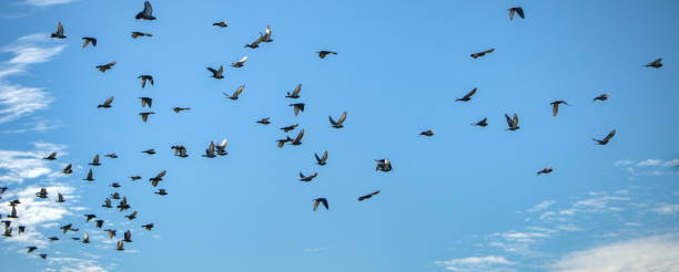 istock A flock of pigeons in the sky 1731562365