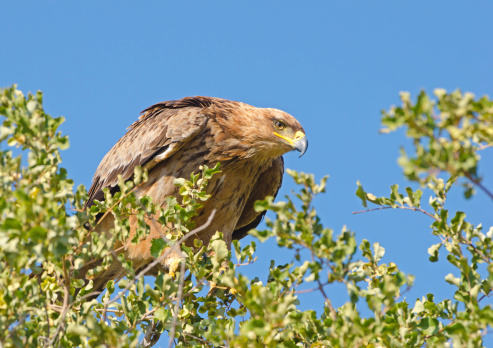 Twany Eagle - Kruger National Park, South Africa.