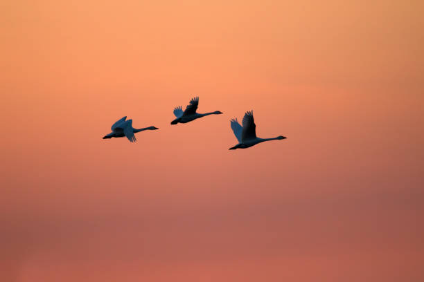 istock Flying swans against dramatically sunset sky. Two Bewick's swans 1731564737