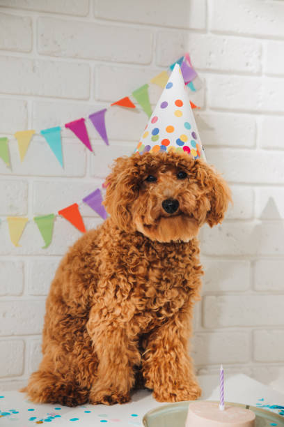 istock A small red poodle in a festive cap on a white background celebrates a birthday 1731575807