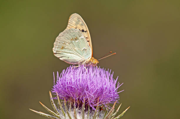 istock Mediterranean Fritillary (Argynnis pandora) is a butterfly that flies very fast in open terrain. 1731577683