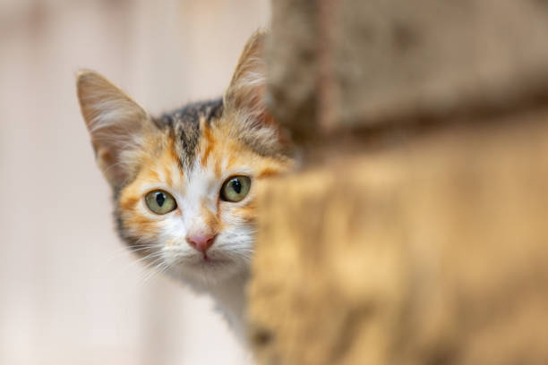 istock Portrait of beautiful stray kitten. 1731578005