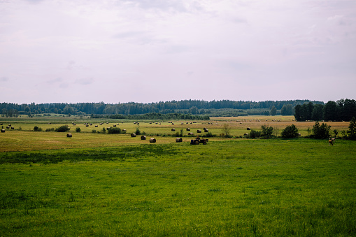 Rural scenery of meadows and fields. Lush foliage and green forest