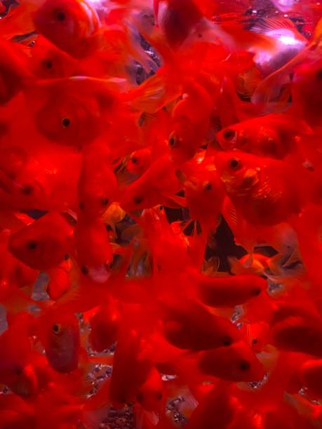 istock Red gold fishes 1731578680