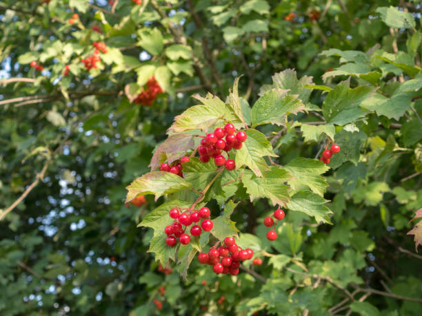 istock red viburnum in autumn 1731578880