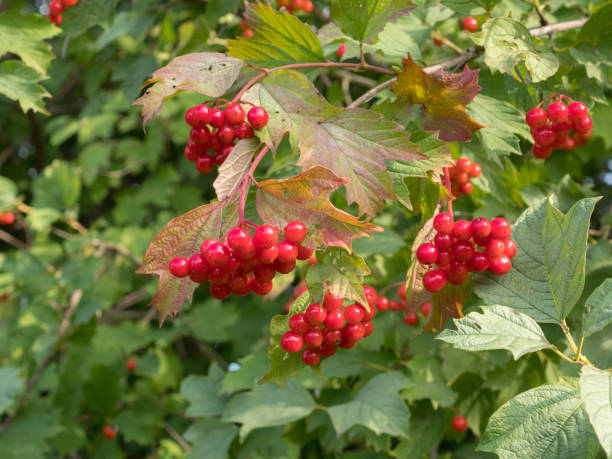 istock bunches of red viburnum 1731578884