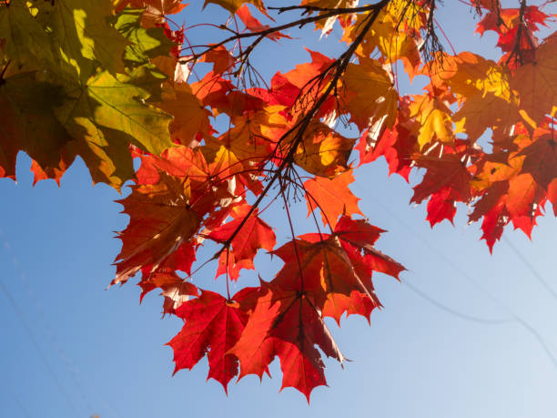 istock red autumn leaves against the sky 1731579015