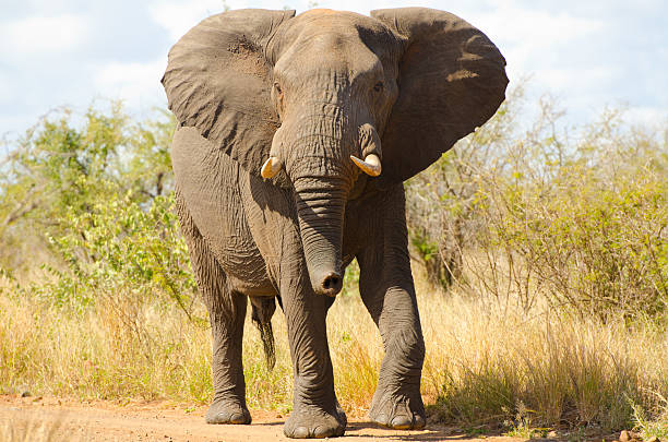 Elephant Walking - Kruger National Park, South Africa.
