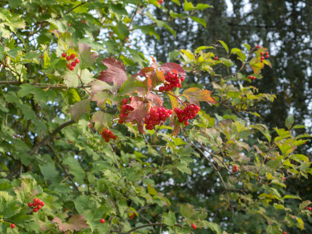 istock branches of red viburnum 1731579559