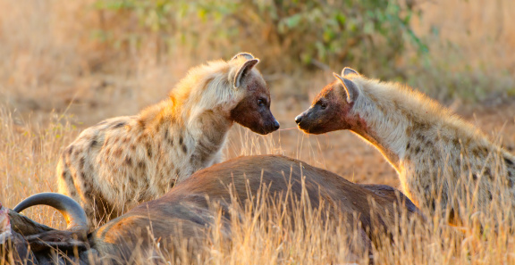 Spotted Hyena feeding on a cape buffalo kill, appeared to be sharing a piece of food (like Lady & the Tramp sharing a spaghetti) - Kruger National Park, South Africa. Early morning light.