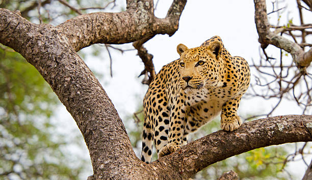 Leopard Climbing Tree Stock Photos, Pictures & Royalty-Free Images - iStock