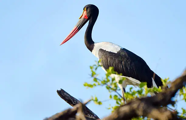 Saddle-billed Stork, blue sky background - Kruger National Park, South Africa.