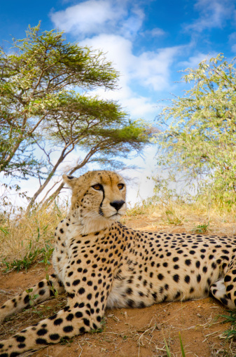 Cheetah Resting, South Africa.
