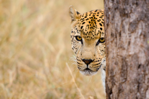 Leopard peeping behind a tree - South Africa.