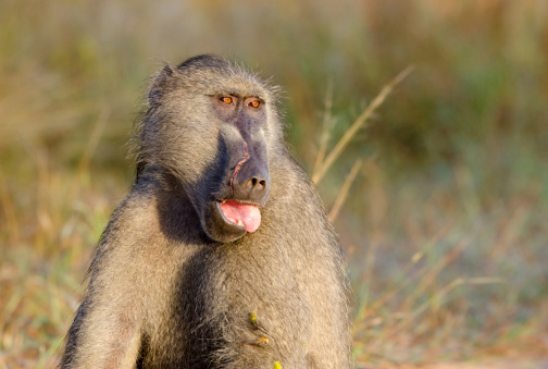Chacma Baboon with battle scars on face - Kruger National Park.  South Africa.