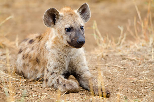 Spotted Hyena mother nursing her pups at the den with sunrise in Sabi Sands Game Reserve in South Africa