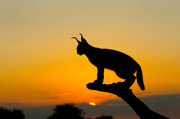 Caracal Sunset Silhouette, South Africa
