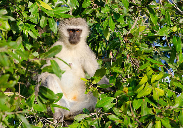 istock Vervet Monkey - South Africa 173158009