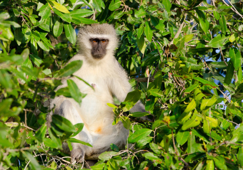 Nevis; November 22, 2011; Green Vervet monkey on the Caribbean island of Nevis